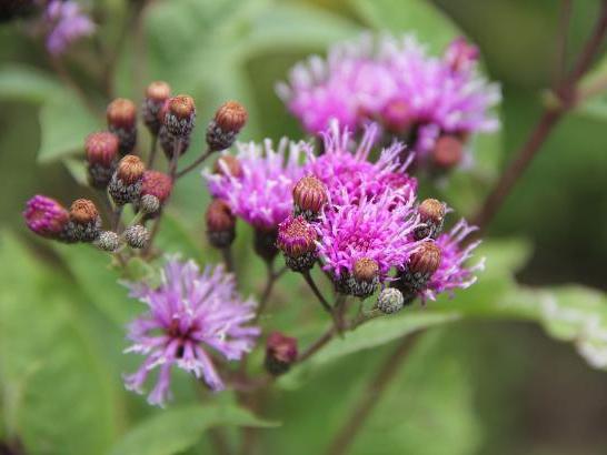 水仙花(Vernonia missurica)的特写，这是一朵充满活力的紫色花朵，花蕾尚未开放. 花瓣从中心辐射，形成蓬松的外观. 带褐色的球形芽簇生在茎尖. 模糊的绿色背景突出了清晰度和细节.